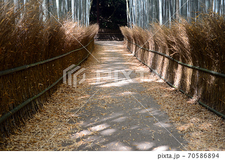 嵯峨野竹林の道 70586894
