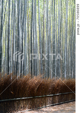 嵯峨野竹林の道 嵯峨野竹林の道 70586899