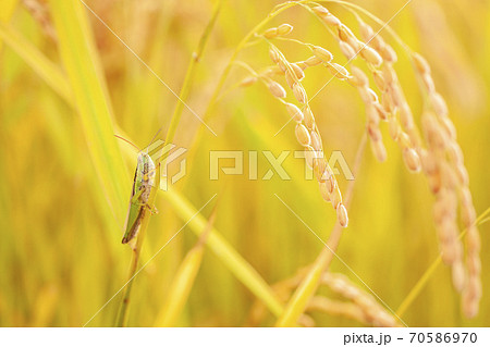 イナゴと稲穂 イナゴと稲穂 70586970