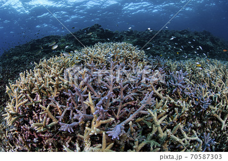 宮古島のサンゴ礁 70587303