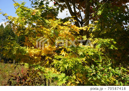 早坂峠の秋 紅葉 早坂峠の秋 紅葉 70587418