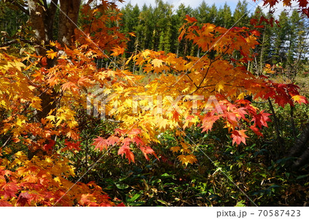早坂峠の秋 紅葉 早坂峠の秋 紅葉 70587423