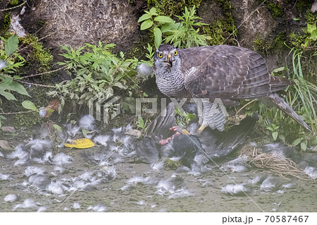 仕留めた獲物を喰らうオオタカ 仕留めた獲物を喰らうオオタカ 70587467