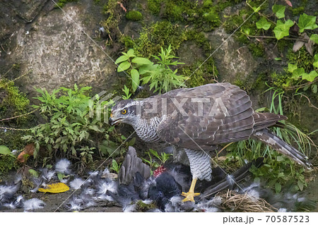 仕留めた獲物を喰らうオオタカの写真素材