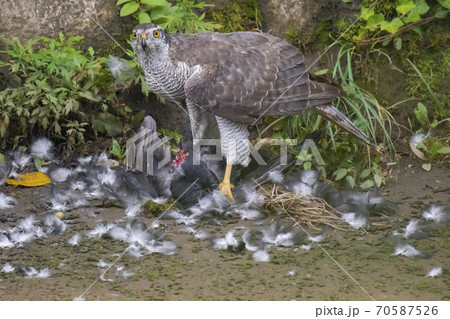 仕留めた獲物を喰らうオオタカの写真素材