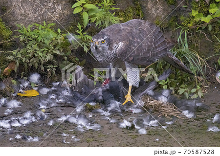 仕留めた獲物を喰らうオオタカ 仕留めた獲物を喰らうオオタカ 70587528