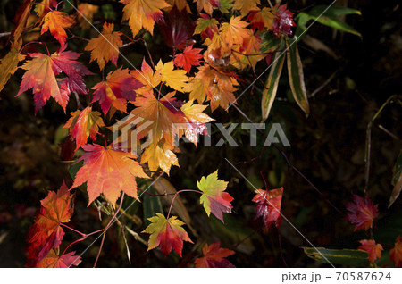 雨上がりの真っ赤な紅葉 70587624