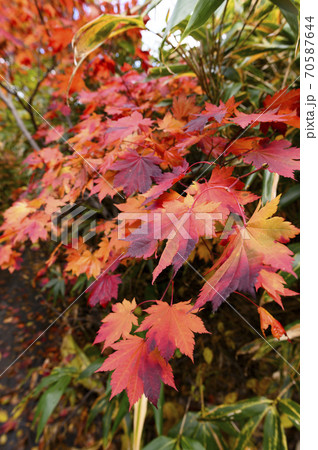 山の中の真っ赤な紅葉 山の中の真っ赤な紅葉 70587644