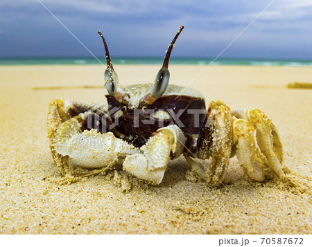 沖縄のビーチを歩くカニの写真素材