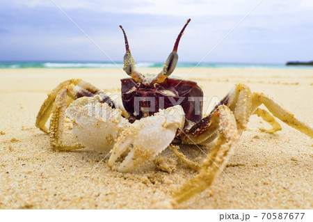 沖縄のビーチを歩くカニの写真素材