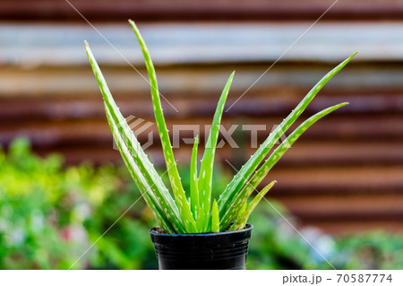 Aloe Vera plant 70587774