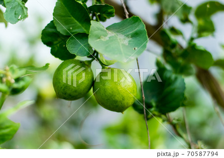 Fresh lemon on tree 70587794