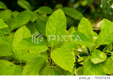 Green leaves of Litsea Petiolata Growing 70587828