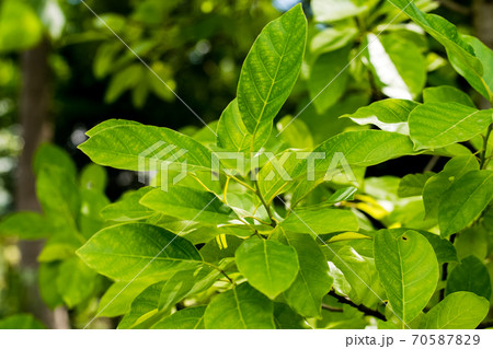 Green leaves of Litsea Petiolata Growing 70587829