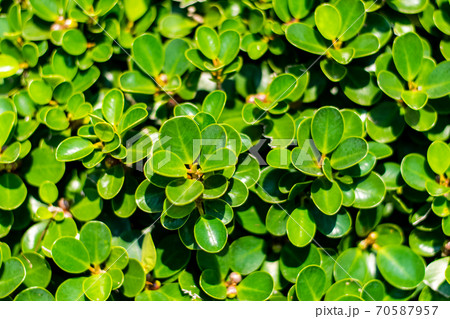 Ficus annulata trees 70587957