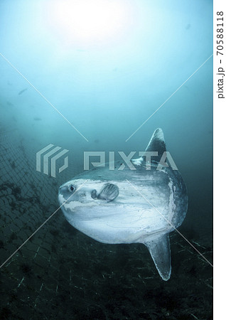 海を泳ぐマンボウ 海を泳ぐマンボウ 70588118