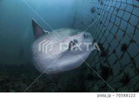 海を泳ぐマンボウの写真素材