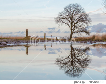 Lonely oak tree standing near a puddle 70588136