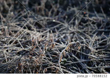 霜が降りる キラキラと輝く霜 霜が降りる キラキラと輝く霜 70588152