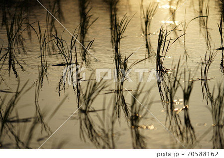 田植えの後　夕暮れ 70588162