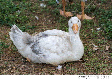 The baby goose is rest on the garden The baby goose is rest on the garden 70588173