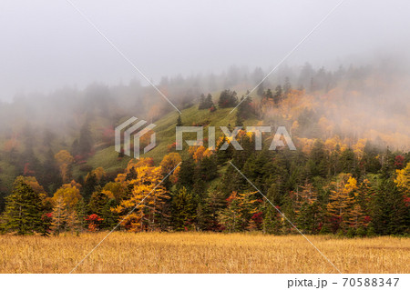 朝霧に煙る紅葉の芳が平 70588347