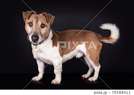 standing Flat coated blind Jack Russell on black 70588411