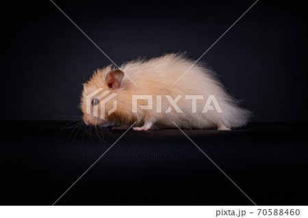 Cute long haired Creme colored Syrian hamster 70588460