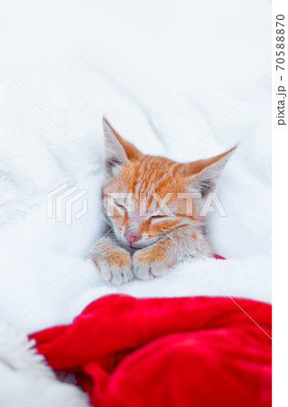 Kitten sleeps in a red santa hat on a soft blanket. Merry christmas and new year 70588870