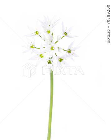 wild garlic on white wild garlic on white 70589200