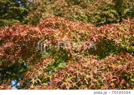 色づき始めた紅葉 70589384
