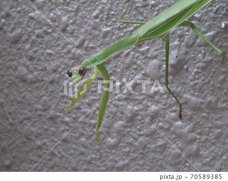 こちらをじっと見つめるカマキリ 70589385