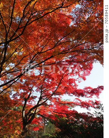京都 嵐山 亀山公園の紅葉 京都 嵐山 亀山公園の紅葉 70589411