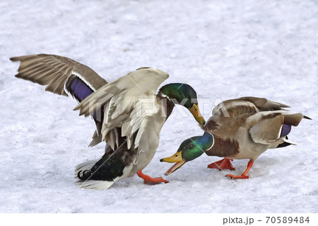 Pair of male Mallard, Anas platyrhynchos, fighting 70589484