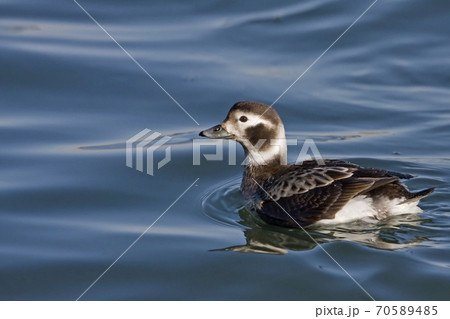 Female Long-tailed Duck, Clangula hyemalis, in calm water Female Long-tailed Duck, Clangula hyemalis, in calm water 70589485