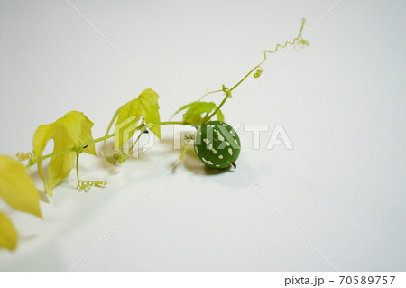 沖縄スズメウリのツル付いている緑の実 70589757