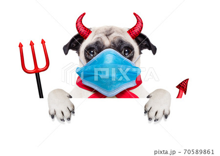 halloween devil dog 70589861