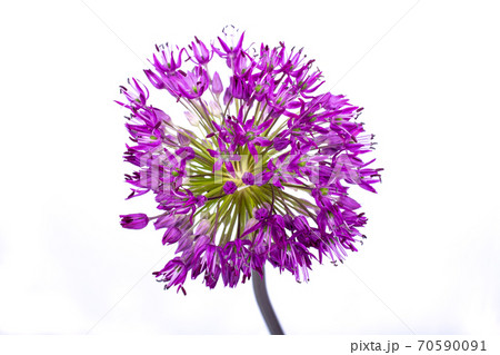 Purple ball ornamental flower Allium Purple ball ornamental flower Allium 70590091