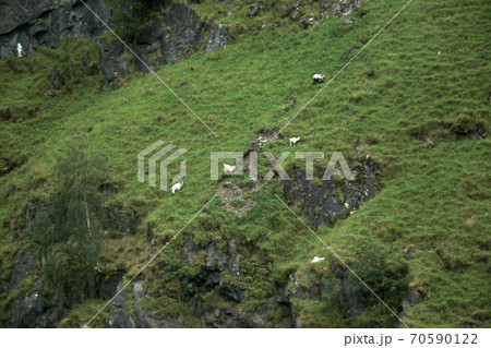 ノルウェー フロム~グドヴァンゲン間のソグネフィヨルド・クルーズ観光船から対岸の山羊の群れを見る。 ノルウェー フロム~グドヴァンゲン間のソグネフィヨルド・クルーズ観光船から対岸の山羊の群れを見る。 70590122