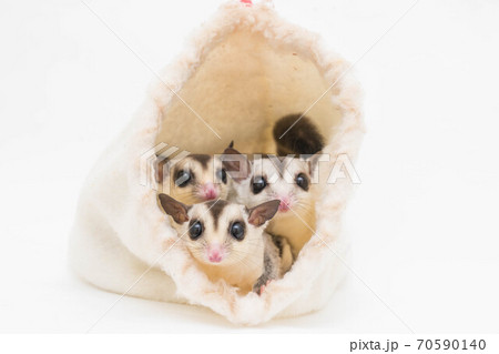 フクロモモンガの家族 70590140