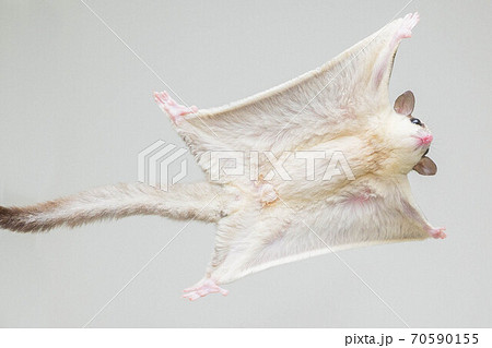 フクロモモンガのジャンプ 70590155