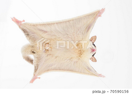 フクロモモンガのジャンプ 70590156