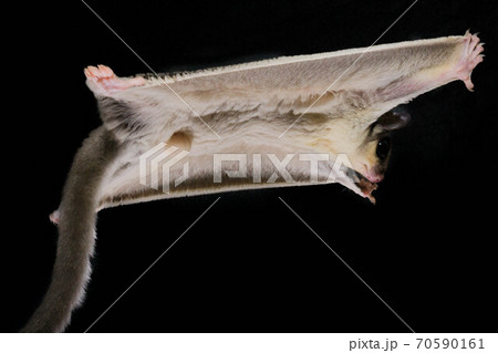 フクロモモンガのジャンプ フクロモモンガのジャンプ 70590161