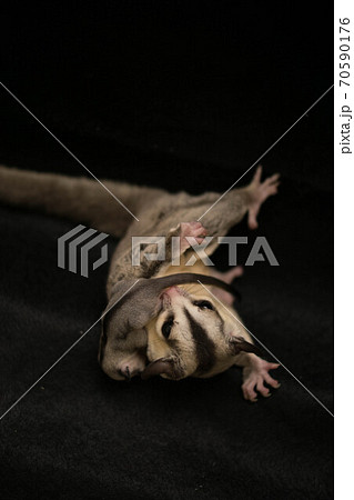 フクロモモンガの親子 70590176