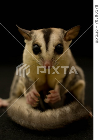 フクロモモンガ 70590178