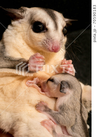 授乳をするフクロモモンガ 授乳をするフクロモモンガ 70590183