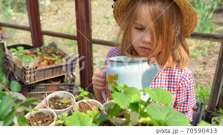 little girl kid in hat watering seedlings little girl kid in hat watering seedlings 70590413