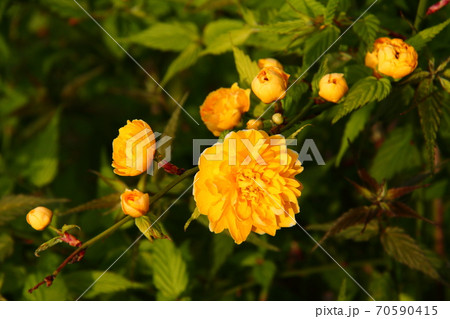 ヤマブキ01 70590415