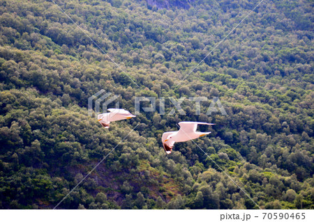 ノルウェー　フロム～グドヴァンゲン間のソグネフィヨルド・クルーズ観光船横を2羽のカモメが並んで飛ぶ。 70590465