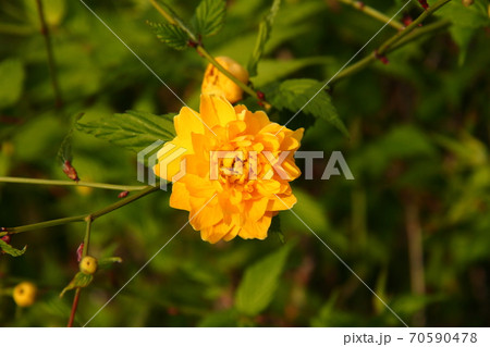 ヤマブキ18 70590478